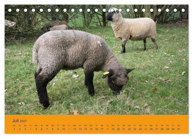 Produktbild: Shropshire Schafe (Tischkalender 2027 DIN A5 quer), CALVENDO Monatskalender