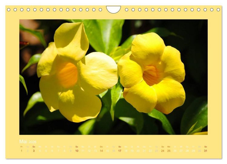 Produktbild: Aloha Bl&uuml;tenzauber aus Hawaii (Wandkalender 2026 DIN A4 quer), CALVENDO Monatskalender