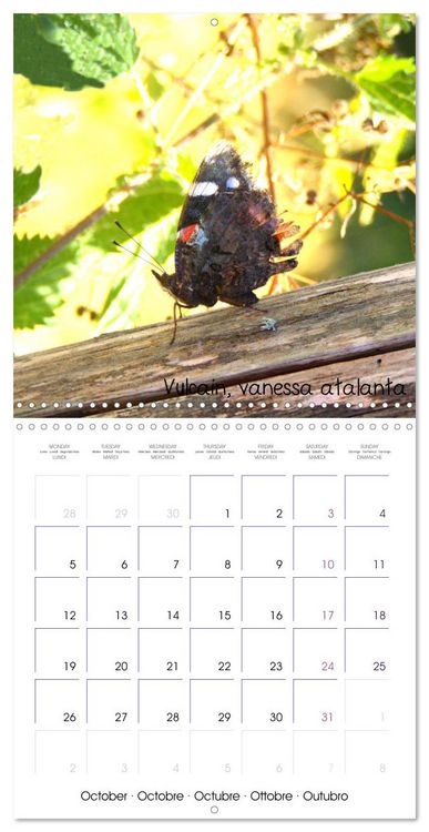 Produktbild: D&eacute;licats Papillons de nos r&eacute;gions, de France et d'Europe (Calendrier mural carr&eacute; 2026 30x30 cm) Calendrier double avec une page pour vos prises de notes