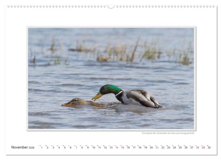 Produktbild: Emotionale Momente: Tierischer Sex. (Wandkalender 2026 DIN A2 quer), CALVENDO Monatskalender