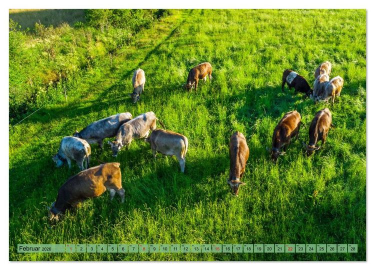 Produktbild: Voll kuhl - der Kuhkalender mit K&uuml;hen aus dem Allg&auml;u (hochwertiger Premium Wandkalender 2026 DIN A2 quer), Kunstdruck in Hochglanz