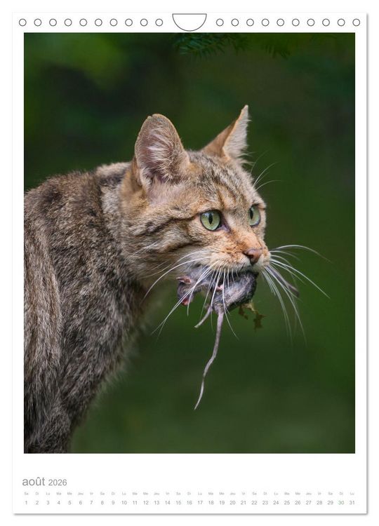 Produktbild: Chats forestiers (Calendrier mural 2026 DIN A4 horizontal), CALVENDO calendrier mensuel