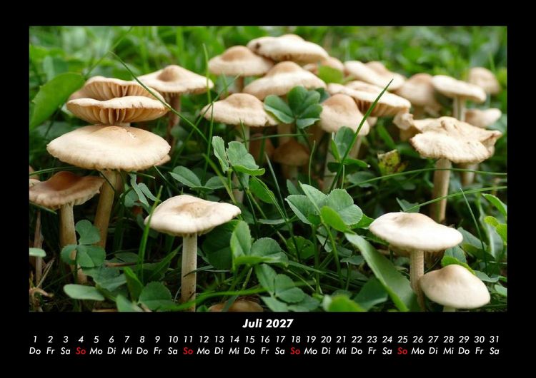 Produktbild: Pilzkalender 2027 Fotokalender DIN A3