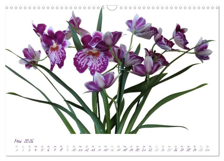 Produktbild: Lila Bl&uuml;ten (Wandkalender 2026 DIN A3 quer), CALVENDO Monatskalender