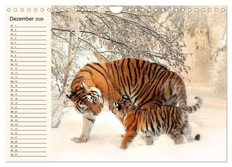 Produktbild: Tiger. Gestreift, wild und sch&ouml;n (Wandkalender 2026 DIN A4 quer), CALVENDO Monatskalender
