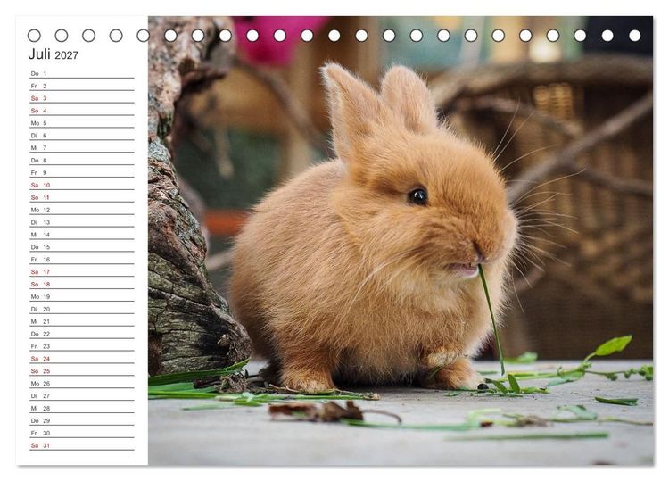 Produktbild: Eine gl&uuml;ckliche Kaninchenfamilie (Tischkalender 2027 DIN A5 quer), CALVENDO Monatskalender