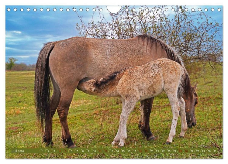 Produktbild: Mutterliebe - Konik Fohlen und Stute (Wandkalender 2026 DIN A4 quer), CALVENDO Monatskalender