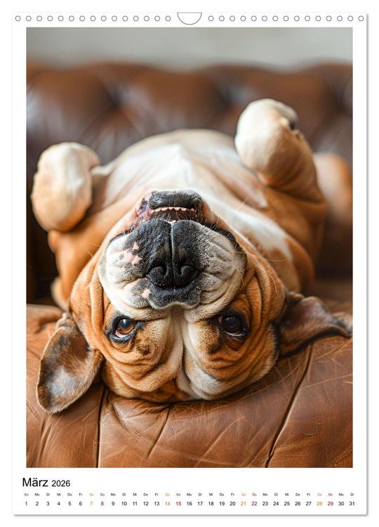 Produktbild: Englische Bulldogge - sanfter Kumpel (Wandkalender 2026 DIN A3 hoch), CALVENDO Monatskalender