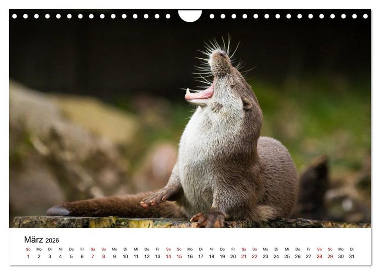 Produktbild: Otter - J&auml;ger an Fl&uuml;ssen und Seen (Wandkalender 2026 DIN A4 quer), CALVENDO Monatskalender