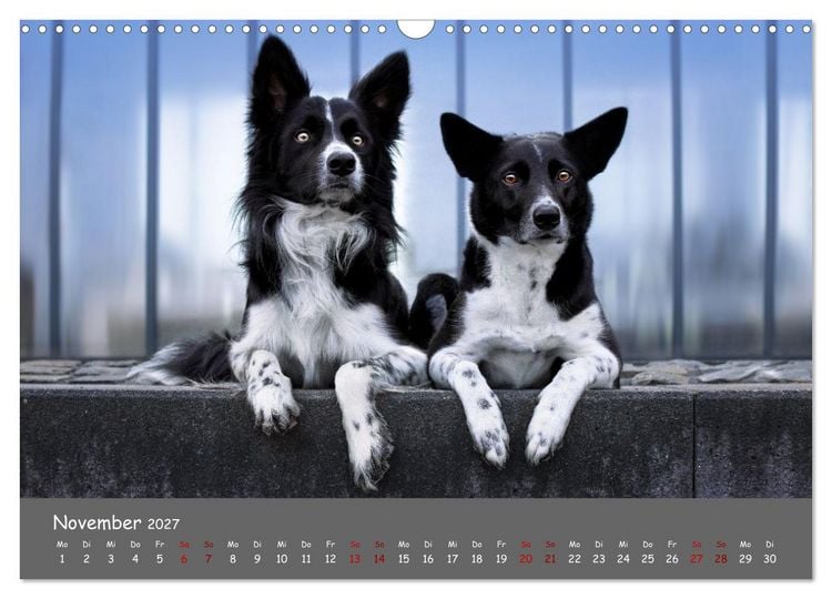 Produktbild: Border Collie Kalender &ndash; Ausdrucksstarke Close-up-Portraits durch die Jahreszeiten (Wandkalender 2027 DIN A3 quer), CALVENDO Monatskalender