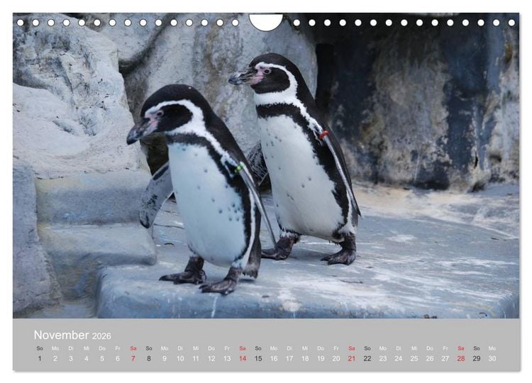 Produktbild: Pinguine 2026 (Wandkalender 2026 DIN A4 quer), CALVENDO Monatskalender