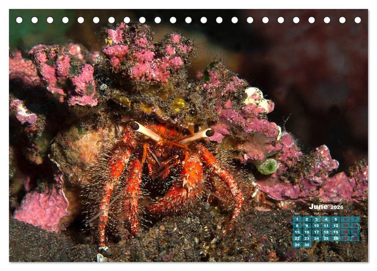Produktbild: Oceans Alive - A World of Color and Diversity (Desk Calendar 2026 DIN A5 landscape), CALVENDO 12 Month DeskCalendar