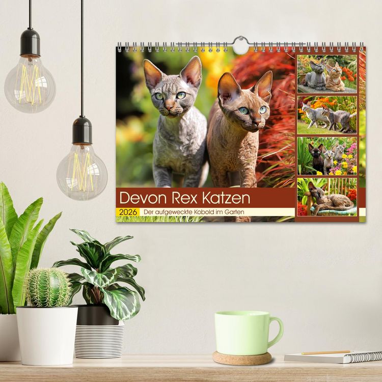 Produktbild: Devon Rex Katzen. Der aufgeweckte Kobold im Garten (Wandkalender 2026 DIN A4 quer), CALVENDO Monatskalender