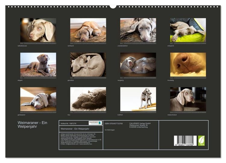Produktbild: Weimaraner - Ein Welpenjahr (hochwertiger Premium Wandkalender 2026 DIN A2 quer), Kunstdruck in Hochglanz