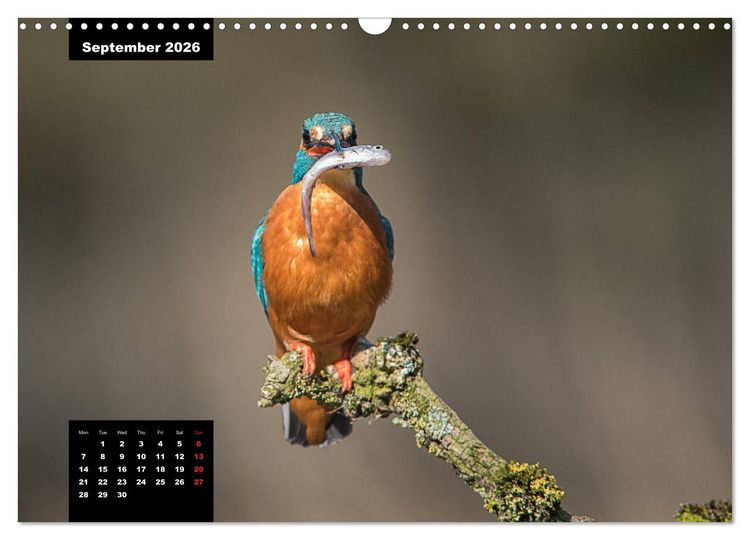 Produktbild: Beautiful birds THE KINGFISHER (Wall Calendar 2026 DIN A3 landscape), CALVENDO 12 Month Wall Calendar