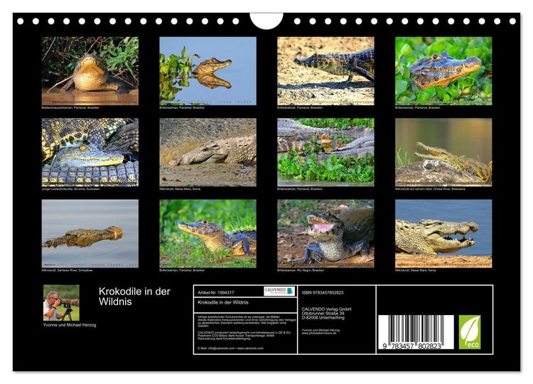 Produktbild: Krokodile in der Wildnis (Wandkalender 2026 DIN A4 quer), CALVENDO Monatskalender
