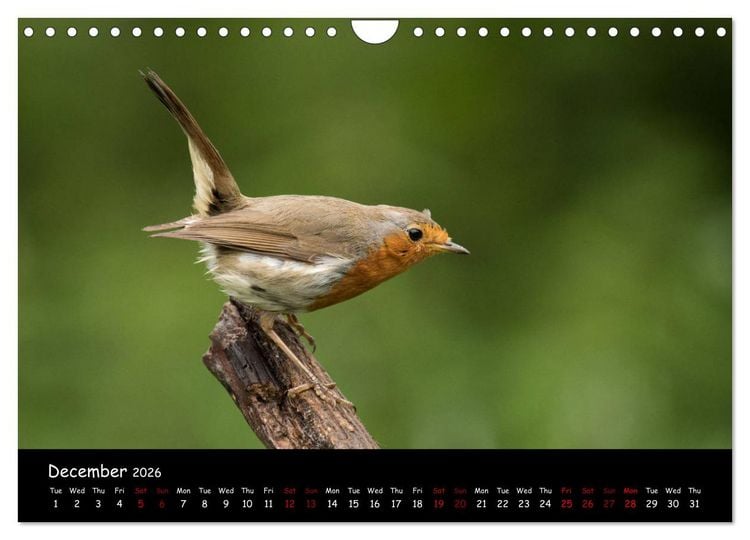 Produktbild: Popular garden birds of the united kingdom (Wall Calendar 2026 DIN A4 landscape), CALVENDO 12 Month Wall Calendar