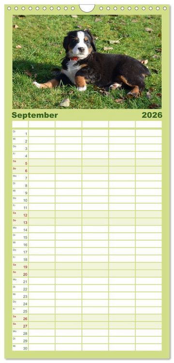 Produktbild: Familienplaner 2026 - Rasselbande mit 40 Pfoten mit 5 Spalten (Wandkalender, 21 x 45 cm) CALVENDO