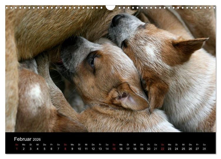 Produktbild: Australian Cattle Dog Welpen (Wandkalender 2026 DIN A3 quer), CALVENDO Monatskalender