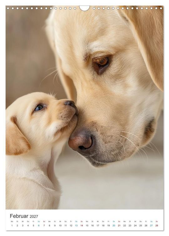 Produktbild: Mein Jahr mit Labradoren (Wandkalender 2027 DIN A3 hoch), CALVENDO Monatskalender