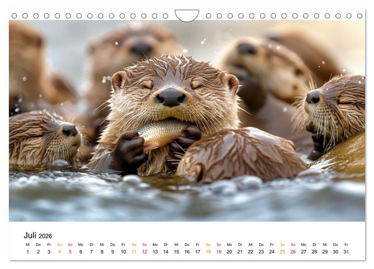 Produktbild: Wilde Heimat - Fischotter (Wandkalender 2026 DIN A4 quer), CALVENDO Monatskalender