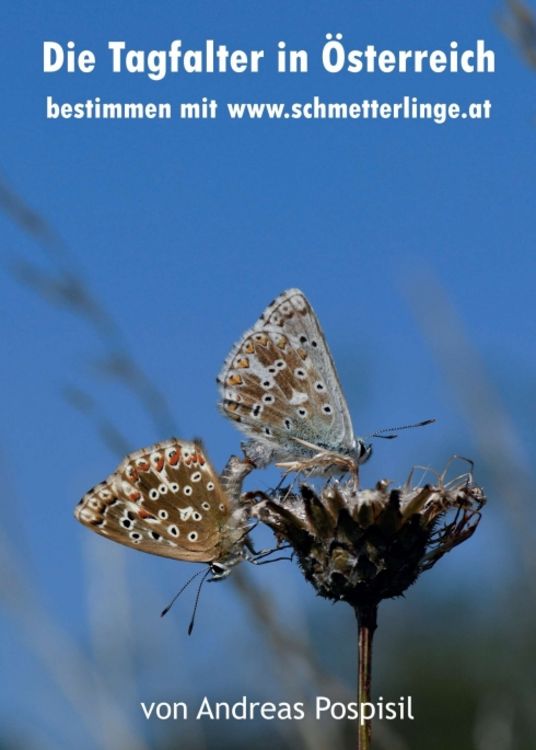 Produktbild: Die Tagfalter &Ouml;sterreichs bestimmen