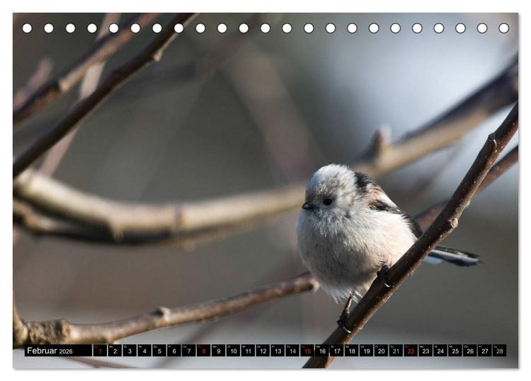 Produktbild: Gartenv&ouml;gel (Tischkalender 2026 DIN A5 quer), CALVENDO Monatskalender