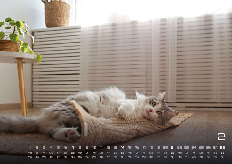 Produktbild: Miau - Unsere Stubentiger - Der Katzenkalender - 2027 - Kalender DIN A2
