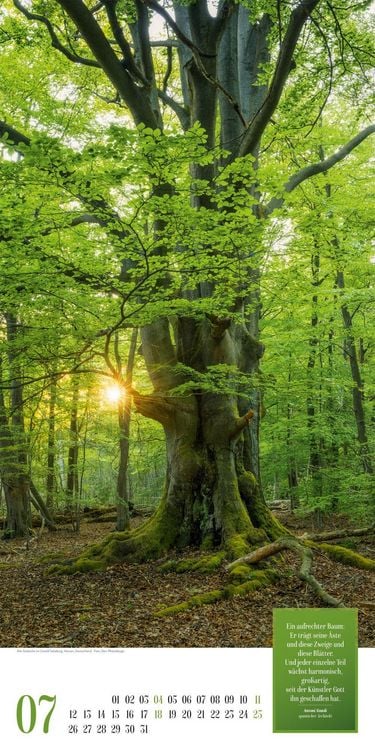 Produktbild: Mythos Wald Literatur-Kalender 2027