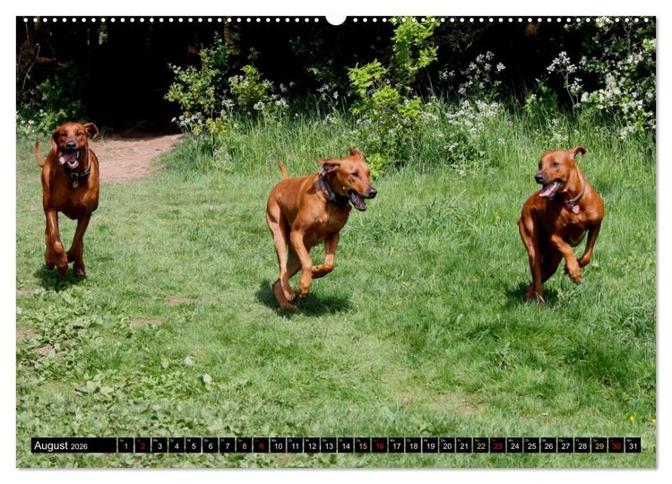 Produktbild: Rhodesian Ridgeback, Pure Lebensfreude (hochwertiger Premium Wandkalender 2026 DIN A2 quer), Kunstdruck in Hochglanz
