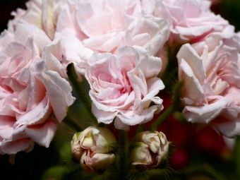 Produktbild: CALVENDO Puzzle Pelargonie Millfield Rose | 1000 Teile Lege-Gr&ouml;&szlig;e 64x48cm Foto-Puzzle f&uuml;r gl&uuml;ckliche Stunden