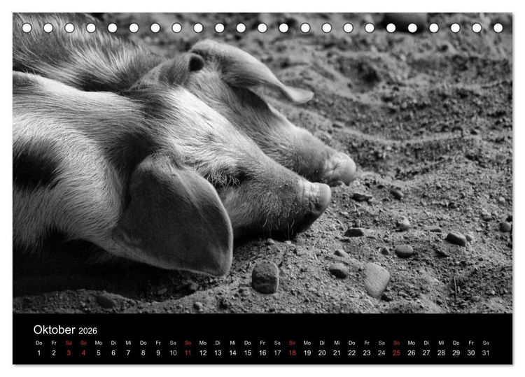 Produktbild: Das Leben der Schweine (Tischkalender 2026 DIN A5 quer), CALVENDO Monatskalender