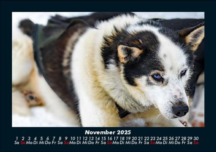 Produktbild: Hunde 2025 Fotokalender DIN A5