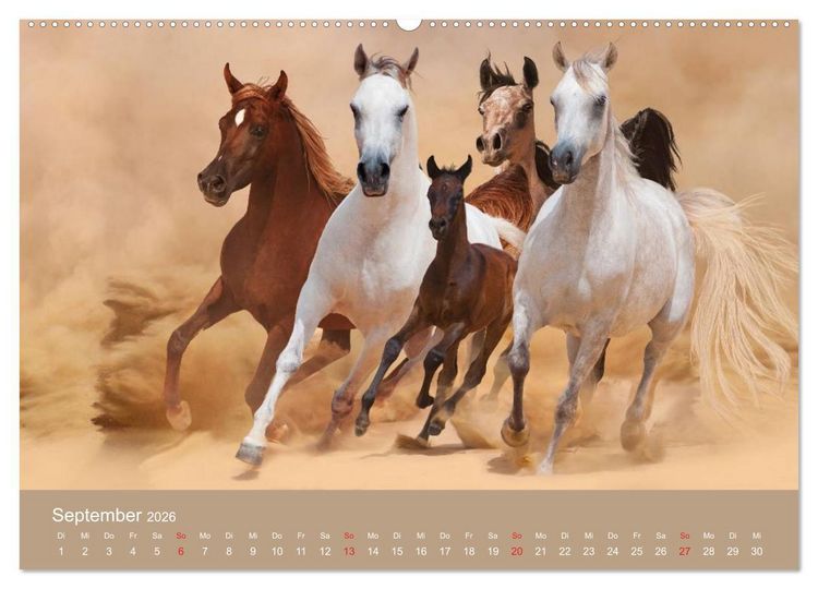 Produktbild: Pferde &bull; Araber im W&uuml;stensand (Wandkalender 2026 DIN A2 quer), CALVENDO Monatskalender