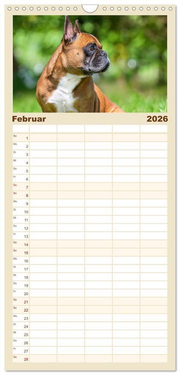Produktbild: Familienplaner 2026 - Kleine Helden - Franz&ouml;sische Bulldoggen mit 5 Spalten (Wandkalender, 21 x 45 cm) CALVENDO