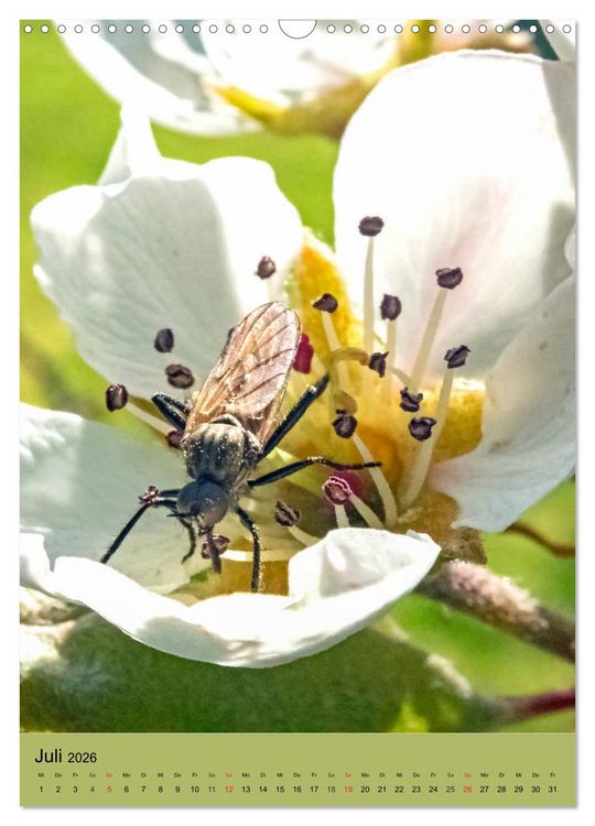 Produktbild: INSEKTENWELT - Heimische N&uuml;tzlinge ganz nah (Wandkalender 2026 DIN A3 hoch), CALVENDO Monatskalender