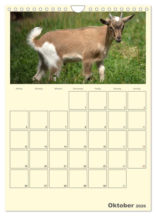 Produktbild: Zwergziegen (Wandkalender 2026 DIN A4 hoch), CALVENDO Monatskalender