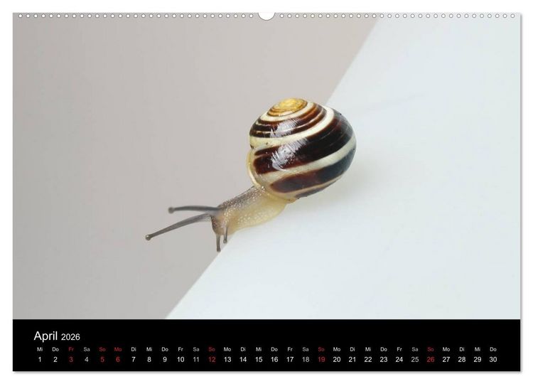 Produktbild: Lautlose Begleiter - Schnecken (hochwertiger Premium Wandkalender 2026 DIN A2 quer), Kunstdruck in Hochglanz