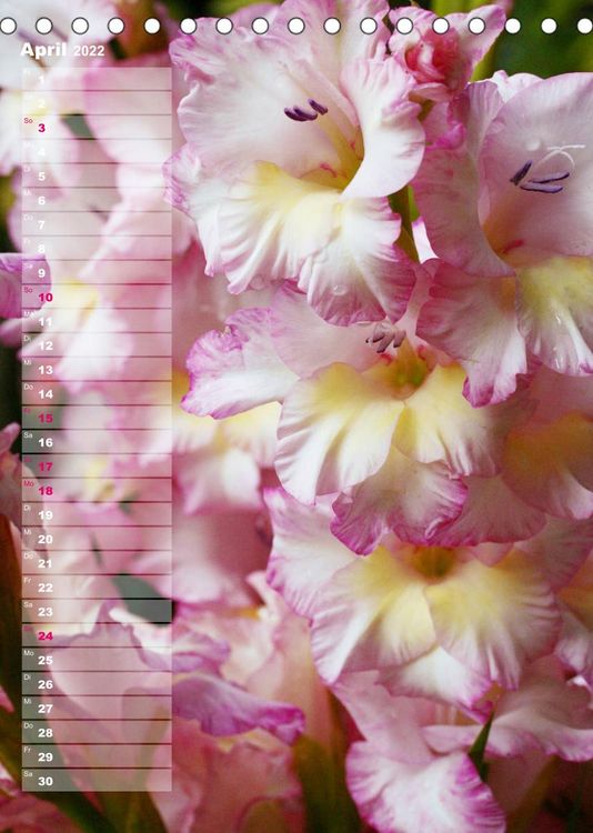 Produktbild: Gladiolenpracht (Tischkalender 2022 DIN A5 hoch)