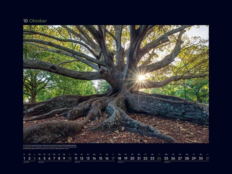 Produktbild: Alte B&auml;ume, Sinnbilder des Lebens - KUNTH Wandkalender 2027