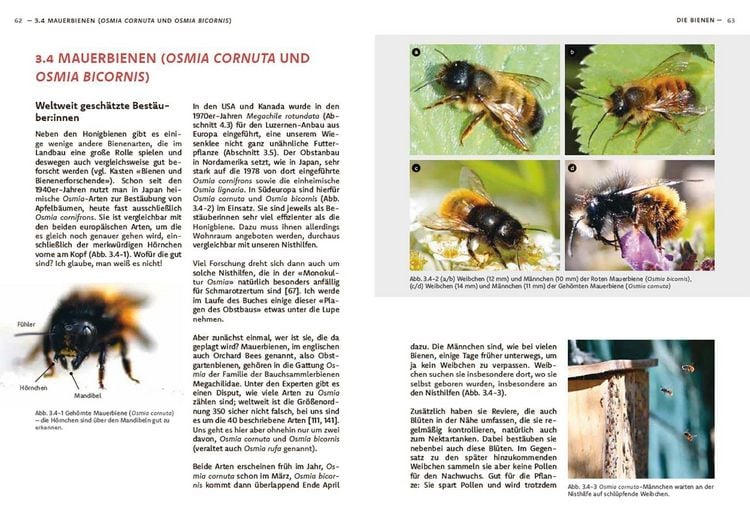 Produktbild: Wildbienen haben es auch nicht leicht