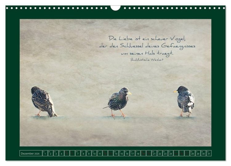 Produktbild: Stare und Weisheiten (Wandkalender 2026 DIN A3 quer), CALVENDO Monatskalender