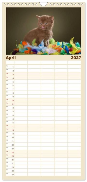 Produktbild: Familienplaner 2027 - Die Britisch Kurzhaar Katze mit 5 Spalten (Wandkalender, 21 x 45 cm) CALVENDO
