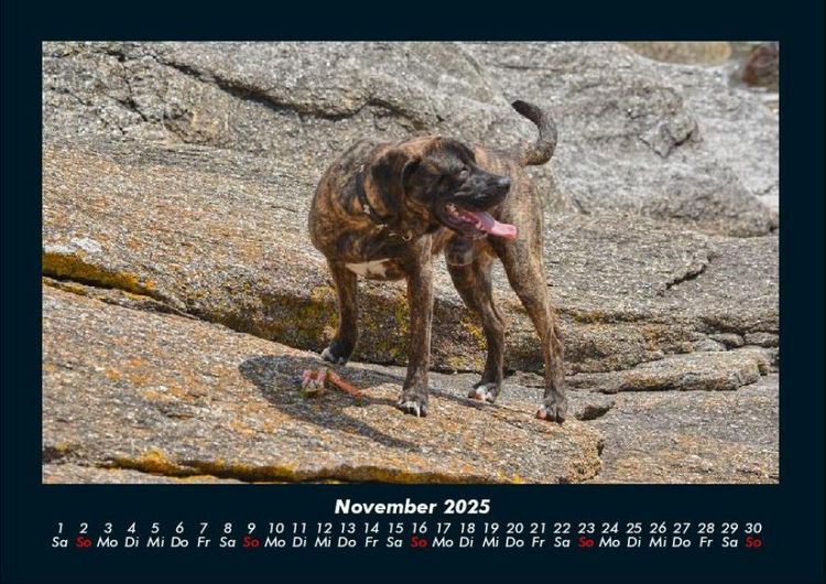 Produktbild: Der Hundekalender 2025 Fotokalender DIN A4