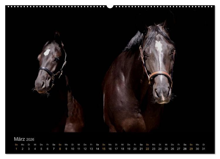 Produktbild: Magische Momente - Pferde Horses Caballos (Wandkalender 2026 DIN A2 quer), CALVENDO Monatskalender