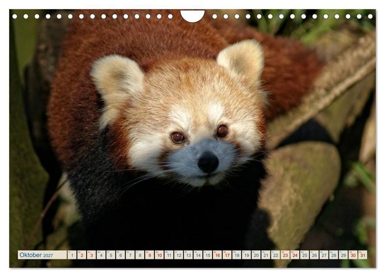 Produktbild: Kleiner Panda auf Entdeckungstour (Wandkalender 2027 DIN A4 quer), CALVENDO Monatskalender