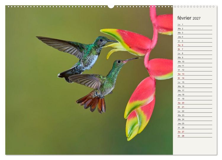 Produktbild: Colibris &ndash; &eacute;clats de nature (Calendrier mural 2027 DIN A2 vertical) calendrier de bureau