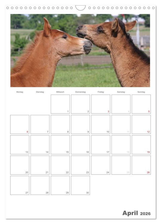 Produktbild: Fohlen und Jungpferde (Wandkalender 2026 DIN A3 hoch), CALVENDO Monatskalender