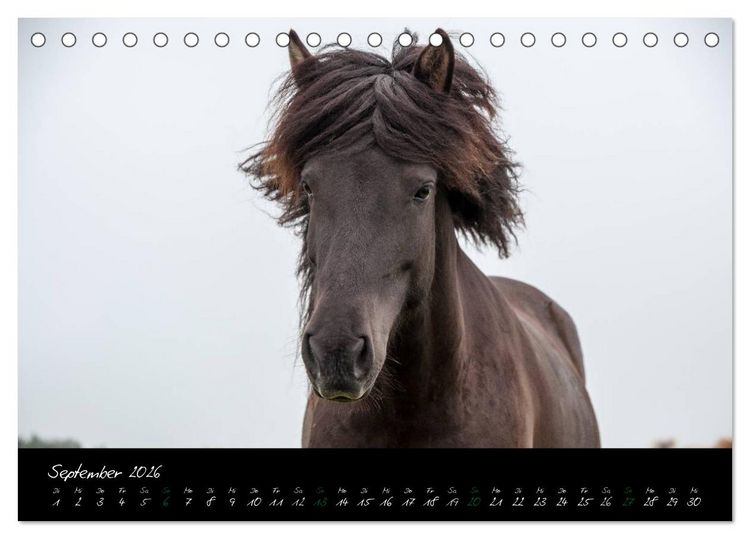 Produktbild: Charakterk&ouml;pfe Islandpferde (Tischkalender 2026 DIN A5 quer), CALVENDO Monatskalender