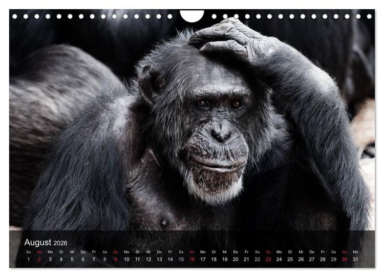 Produktbild: Menschenaffen. Gorillas, Schimpansen, Orang-Utans (Wandkalender 2026 DIN A4 quer), CALVENDO Monatskalender